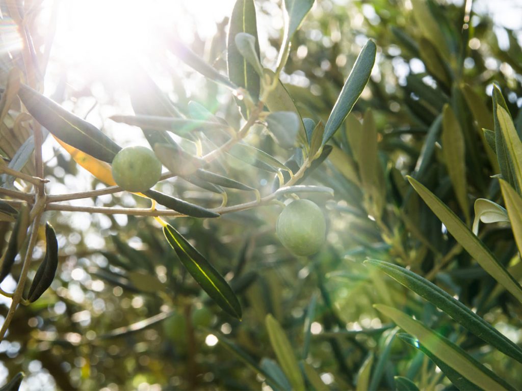 csz agricoltura sostenibile